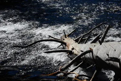 DSC_9903 (Large).JPG